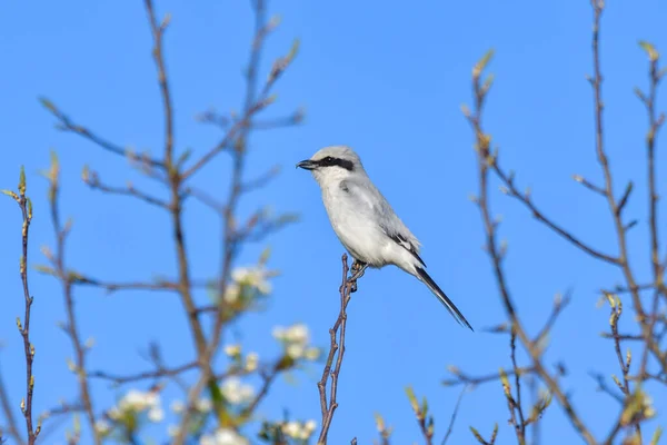 北Shrike Lanius Excubitor坐在树枝上 — 图库照片