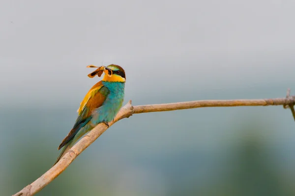 Mangiatore Api Meropidi Merops Apiaster — Foto Stock