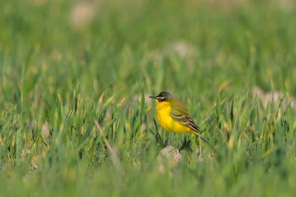 Pássaro Amarelo Wagtail Motacilla Flava Macho Tempo Primavera — Fotografia de Stock