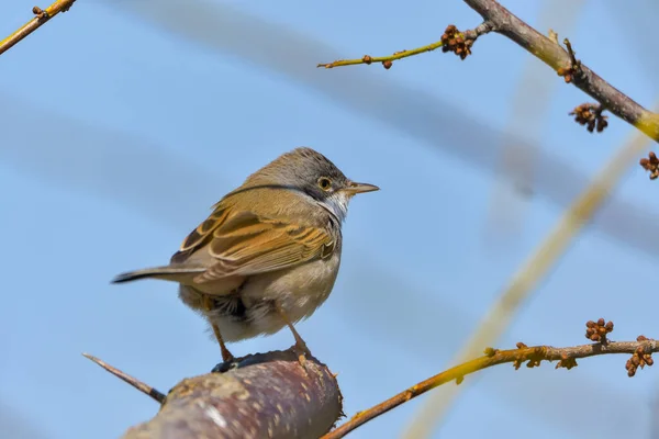 Whitethroat Sylvia Communis Στην Άγρια Φύση — Φωτογραφία Αρχείου