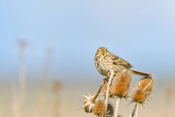 玉米束在枝条上的Emberiza Calandra上 — 图库照片