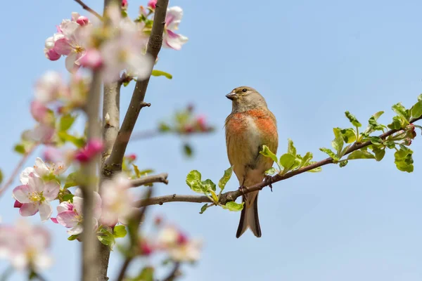 Μια Linnet Κοινή Linnet Linaria Cannabina Αρσενικό Σκαρφαλωμένο Ένα Κλαδί — Φωτογραφία Αρχείου