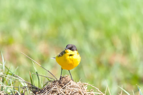 Pássaro Amarelo Wagtail Motacilla Flava Macho Tempo Primavera — Fotografia de Stock