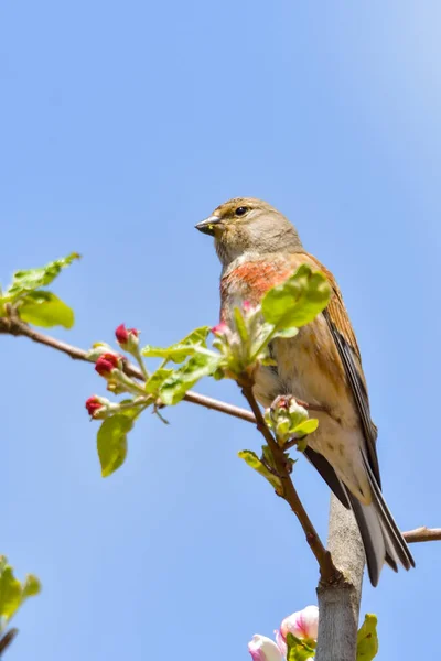 Μια Linnet Κοινή Linnet Linaria Cannabina Αρσενικό Σκαρφαλωμένο Ένα Κλαδί — Φωτογραφία Αρχείου