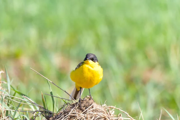 Pássaro Amarelo Wagtail Motacilla Flava Macho Tempo Primavera — Fotografia de Stock