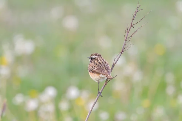 Whinchat Natural Habitat Saxicola Rubetra — Stock Photo, Image