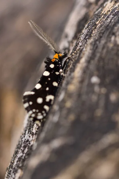 Euplocamus Anthracinalis Species Tineoid Moth — Stock Photo, Image