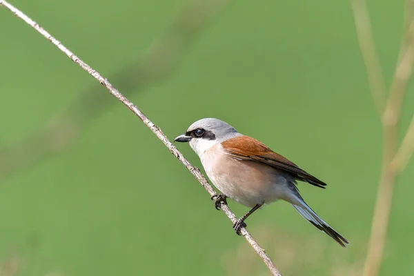 男的红背尖叫 Lanius Collurio — 图库照片