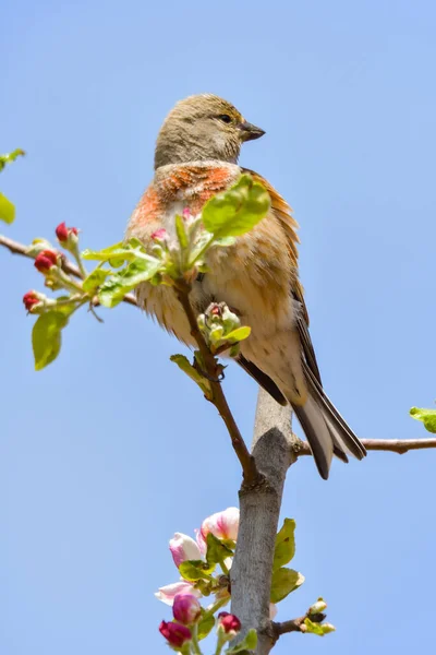 Linnet Common Linnet Linaria Cannabina Male Perched Branch — Stock Photo, Image