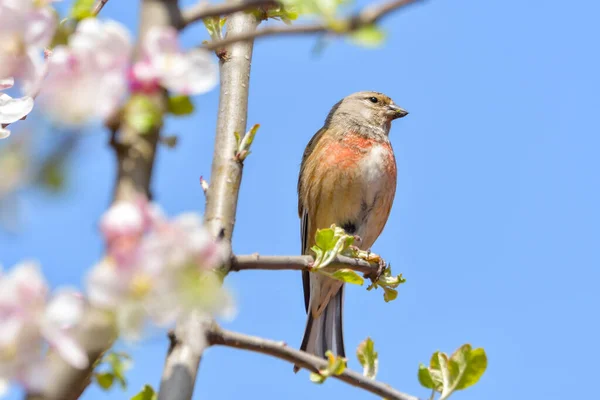 Μια Linnet Κοινή Linnet Linaria Cannabina Αρσενικό Σκαρφαλωμένο Ένα Κλαδί — Φωτογραφία Αρχείου