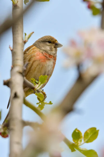 Linnet Vagy Közönséges Linnet Linaria Cannabina Férfi Ültetett Ágon — Stock Fotó