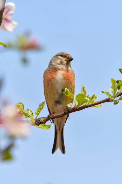 一种林奈 或称普通林奈 Linnet Linaria Cannabina 栖息于树枝上 — 图库照片