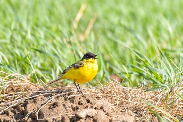 Pássaro Amarelo Wagtail Motacilla Flava Macho Tempo Primavera — Fotografia de Stock