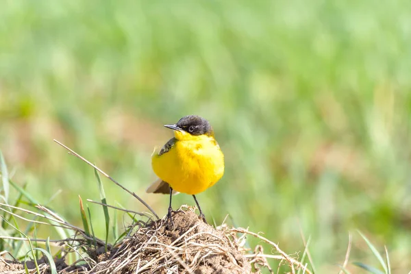 Pássaro Amarelo Wagtail Motacilla Flava Macho Tempo Primavera — Fotografia de Stock