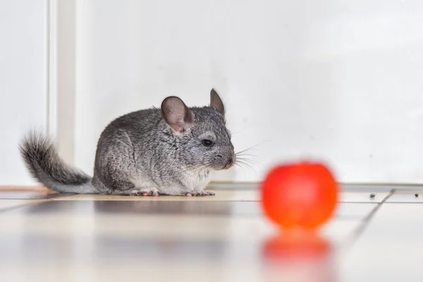 Kleine Grijze Chinchilla Huis — Stockfoto