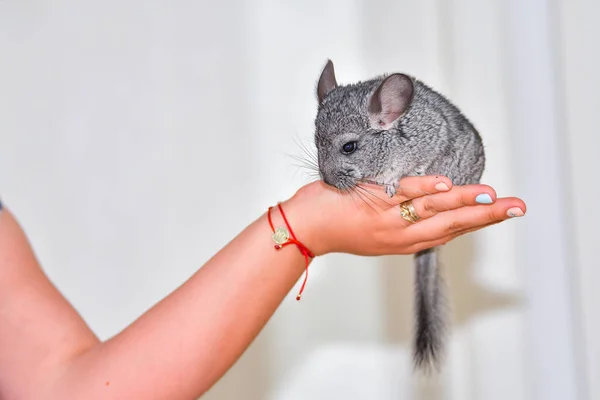 Petit Chinchilla Gris Dans Maison — Photo