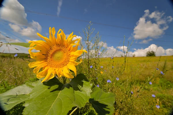 Sunflower Natural Background Sunflower Blooming Sunflower Oil Improves Skin Health — Stock Photo, Image