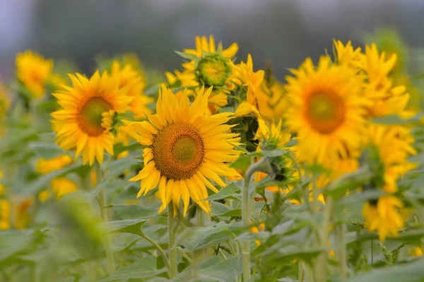 Sunflower Natural Background Sunflower Blooming Sunflower Oil Improves Skin Health — Stock Photo, Image