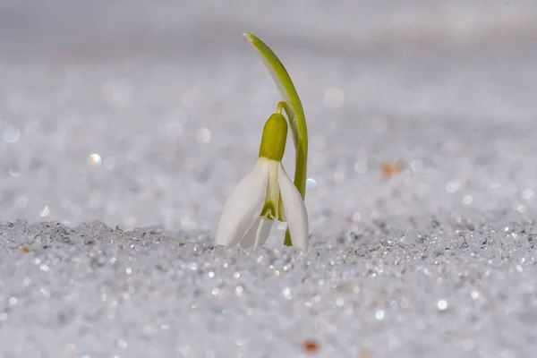 Caída Nieve Nieve Común Galanthus Nivalis Flores —  Fotos de Stock