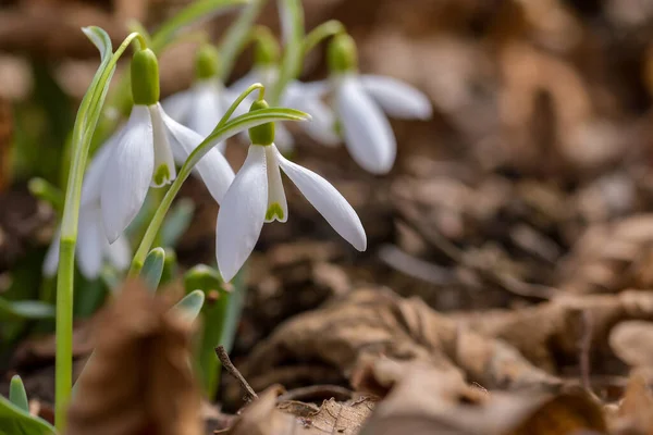 Snowdrop Atau Biasa Snowdrop Galanthus Nivalis Bunga — Stok Foto