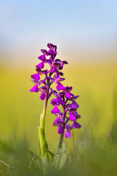 Přírodní Hybridizace Mezi Orchidejí Orchis Purpurea Vojenskou Orchidejí Orchis Militaris — Stock fotografie