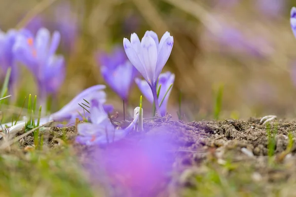 View Blooming Spring Flowers Crocus Growing Wildlife Purple Crocus Growing Royalty Free Stock Images