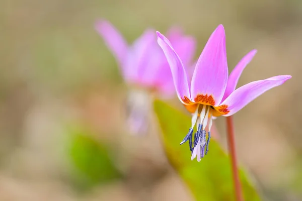 Only Species Genus Erythronium Growing Europe Widespread Southern Central Europe Stock Image