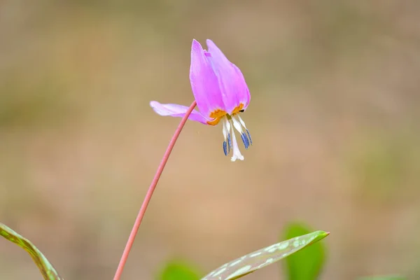 Only Species Genus Erythronium Growing Europe Widespread Southern Central Europe Royalty Free Stock Photos