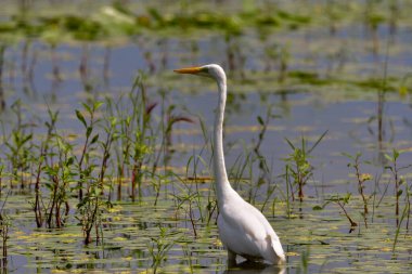 Büyük Akbalıkçıl (Ardea alba) Romanya 'nın Tuna Deltasında Ortak Akbalıkçıl