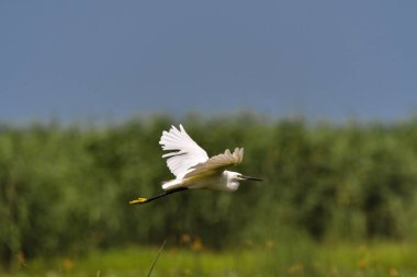 Romanya 'nın Tuna Deltasında Küçük Akbalıkçıl (egretta garzetta)