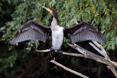 Romanya 'nın Tuna Deltası' nda yakalanmayı bekleyen karabatak (ayrıca Cormoran veya Phalacrocoracidae olarak da bilinir)