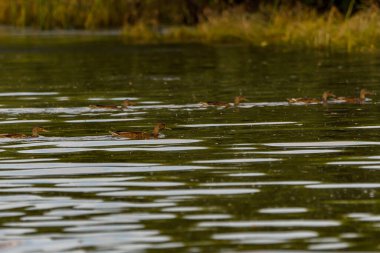 Erkek yaban ördeği (Anas platyrhynchos) Danub Deltasında yüzüyor