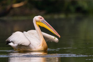 Beyaz Pelikanlar (Pelecanus onocrotalus) yağmurdan sonra Tuna Deltası 'nda yüzerler