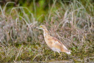 Romanya 'daki Tuna Deltası Biyosfer Rezervindeki Squacco balıkçıl (Ardeola ralloides)