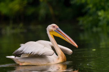 Beyaz Pelikanlar (Pelecanus onocrotalus) yağmurdan sonra Tuna Deltası 'nda yüzerler