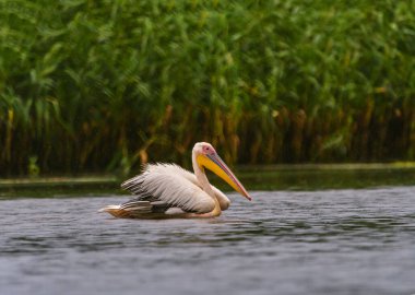 Beyaz Pelikanlar (Pelecanus onocrotalus) Tuna Deltası 'nda yağmurda yüzüyorlar