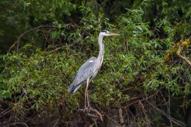 Romanya 'dan Tuna Deltası' nda gri balıkçılkuşu (Ardea cinerea)