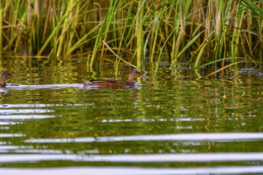 Erkek yaban ördeği (Anas platyrhynchos) Danub Deltasında yüzüyor