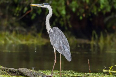 Romanya 'dan Tuna Deltası' nda gri balıkçılkuşu (Ardea cinerea)