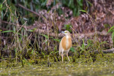 Romanya 'daki Tuna Deltası Biyosfer Rezervindeki Squacco balıkçıl (Ardeola ralloides)