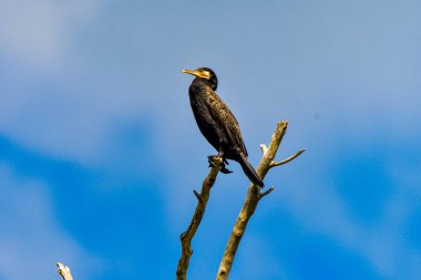 Romanya 'nın Tuna Deltası' nda yakalanmayı bekleyen karabatak (ayrıca Cormoran veya Phalacrocoracidae olarak da bilinir)