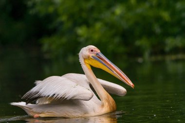 Beyaz Pelikanlar (Pelecanus onocrotalus) yağmurdan sonra Tuna Deltası 'nda yüzerler