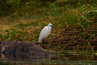 Romanya 'nın Tuna Deltasında Küçük Akbalıkçıl (egretta garzetta)