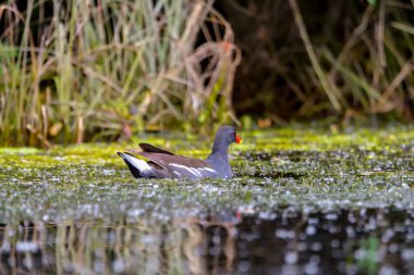 Genel Moorhen (Gallinula kloropusu)