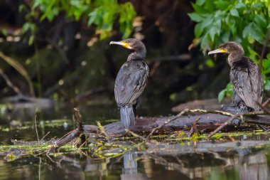 Romanya 'nın Tuna Deltası' nda yakalanmayı bekleyen karabatak (ayrıca Cormoran veya Phalacrocoracidae olarak da bilinir)