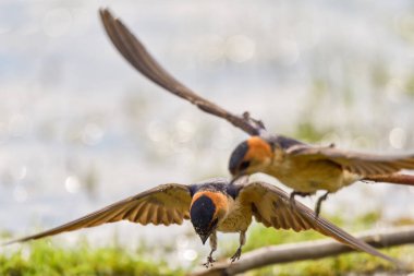 Kırmızı Kırlangıç (Cecropis daurica), Hirundo daurica, bir Danub Delta yakınında yuva için çamur topluyor.