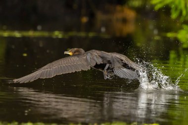 Romanya 'nın Tuna Deltası' nda yakalanmayı bekleyen karabatak (ayrıca Cormoran veya Phalacrocoracidae olarak da bilinir)