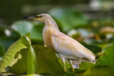 Romanya 'daki Tuna Deltası Biyosfer Rezervindeki Squacco balıkçıl (Ardeola ralloides)