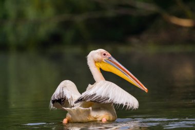 Beyaz Pelikanlar (Pelecanus onocrotalus) yağmurdan sonra Tuna Deltası 'nda yüzerler