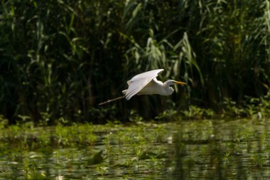 Büyük Akbalıkçıl (Ardea alba) Romanya 'nın Tuna Deltasında Ortak Akbalıkçıl